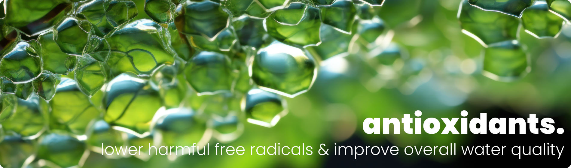 Water drops on the green leaves, closeup. Nature background.